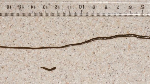 巨大的18英寸锤头蠕虫正在入侵法国__财经头条