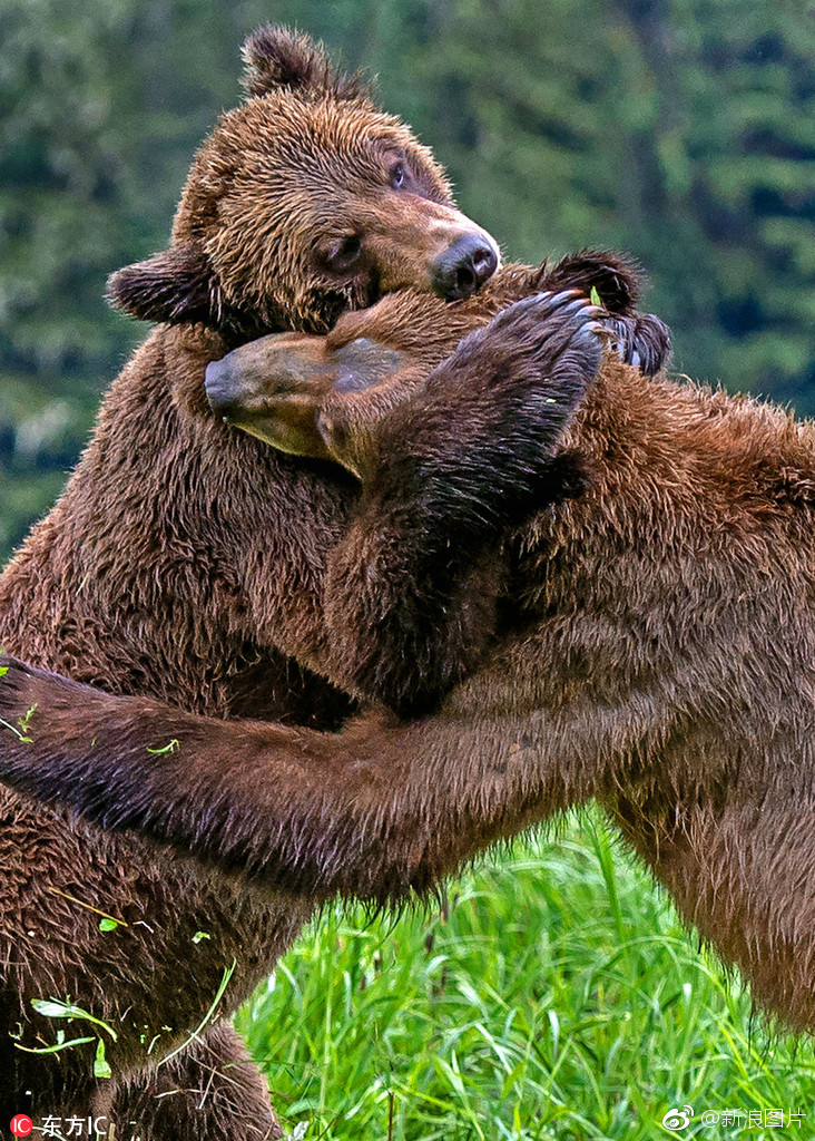 友谊第一!两头熊打架中场上演"爱的抱抱"