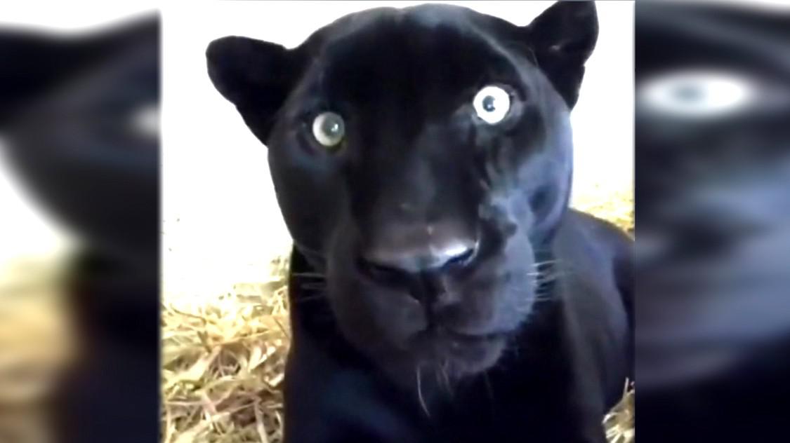 近距离高清拍摄小黑豹子,它的眼睛太酷了