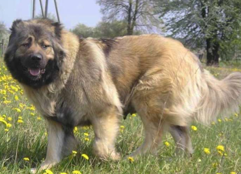 藏獒|大型犬|高加索犬_新浪网