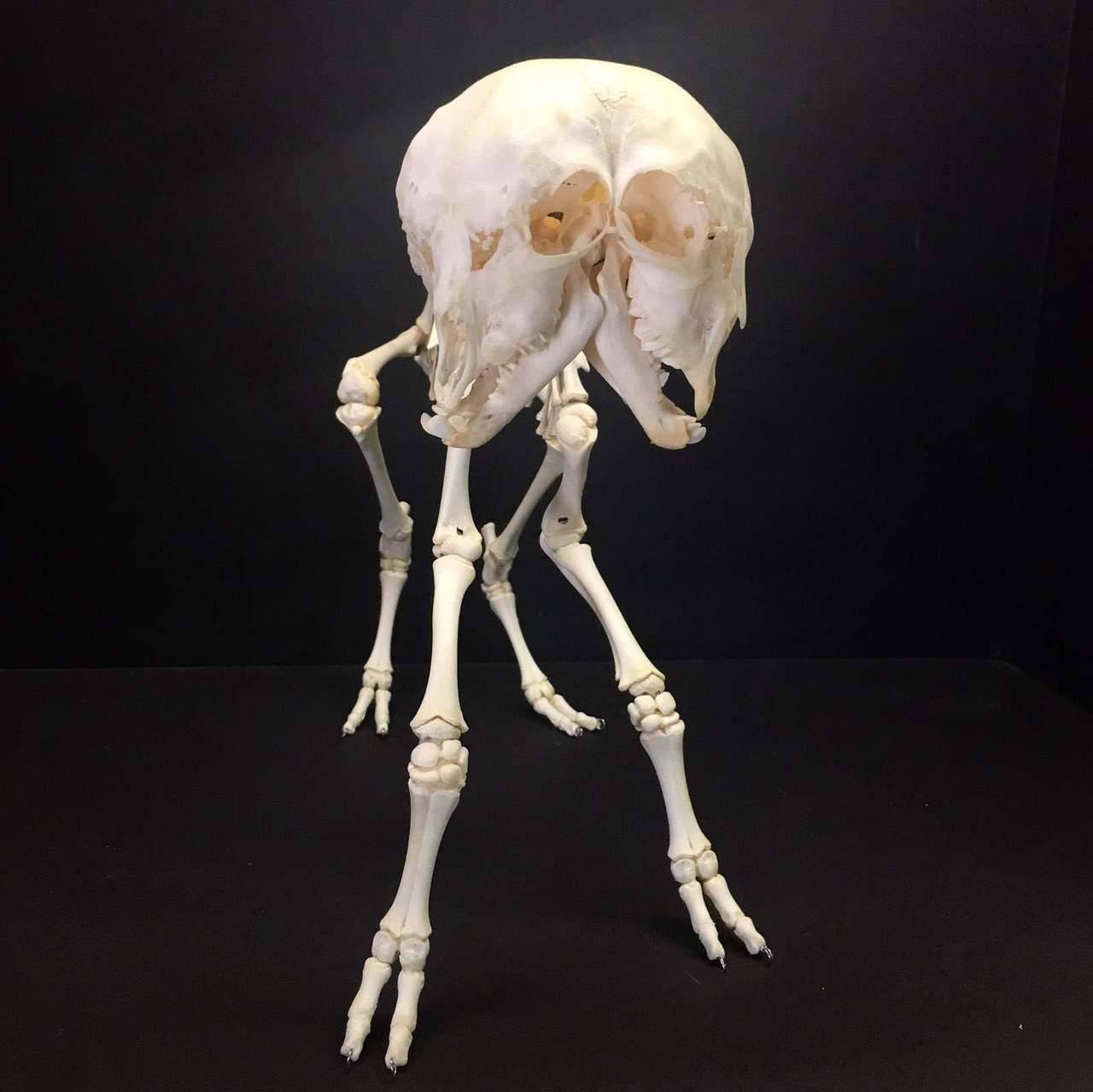 一副罕见的出生于加拿大安大略的双头山羊骨架标本 by witchy-k1tten