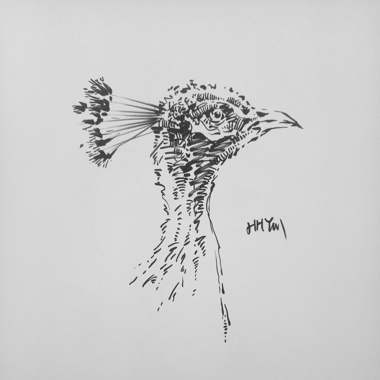 线性速写野生动物