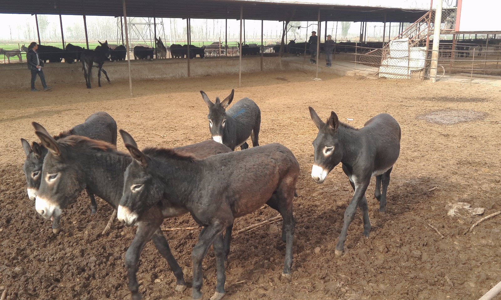 饭馆开在"驴圈"后火了日赚数万,一天一头驴不够卖,来晚吃不上