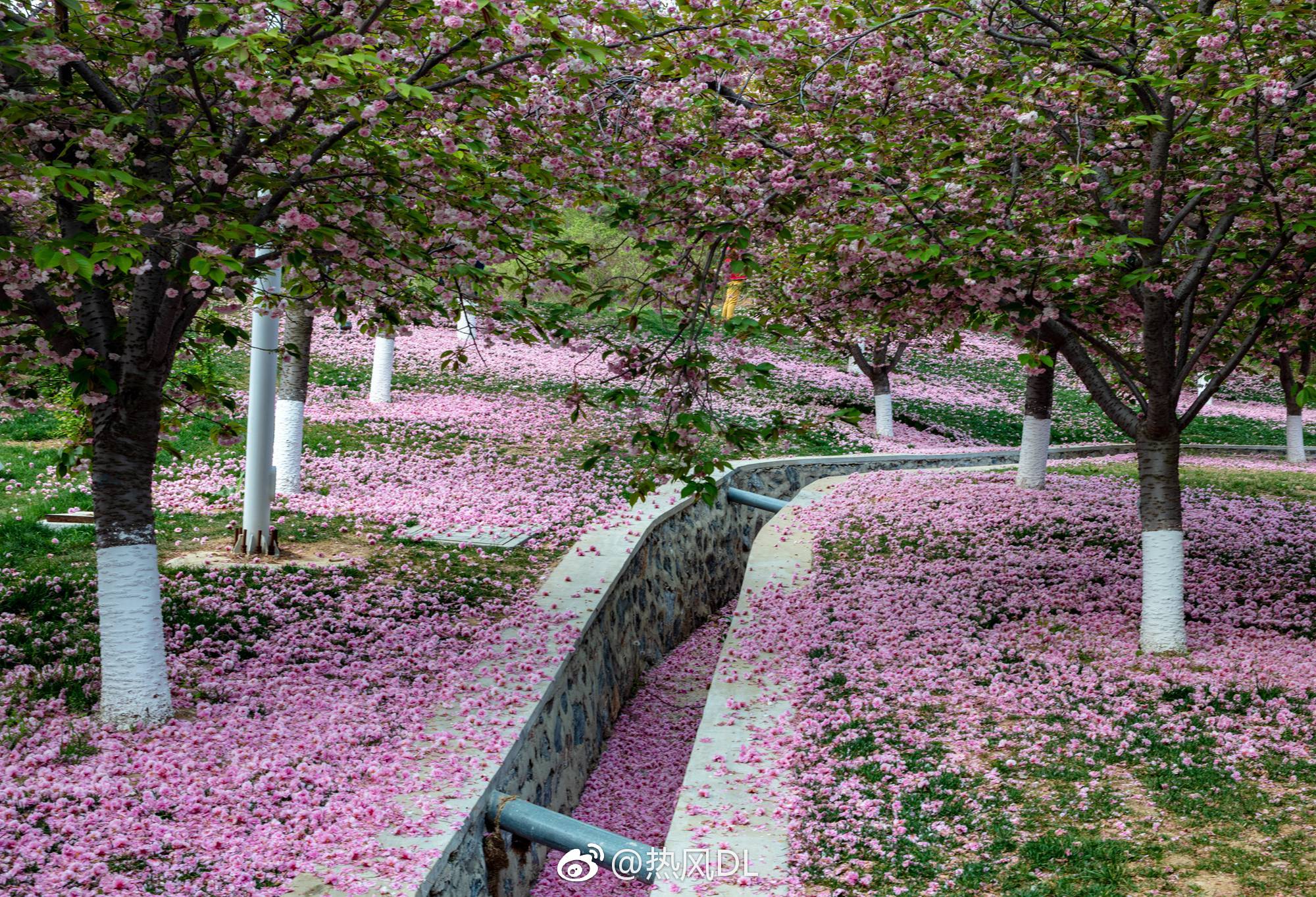 今日旅顺203樱花园,普贤象满地_新浪看点