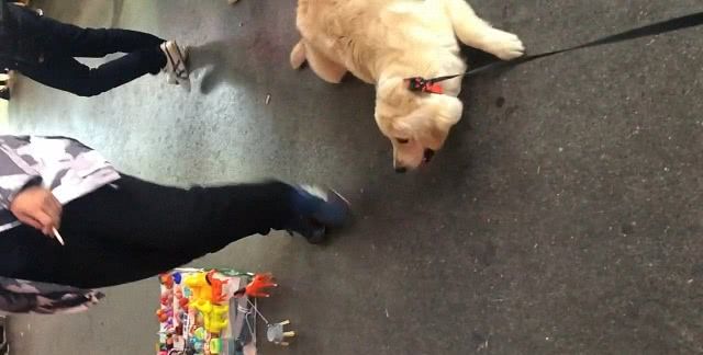狗狗看见玩具就走不动了不给买就不走养狗就跟养了个孩子一样
