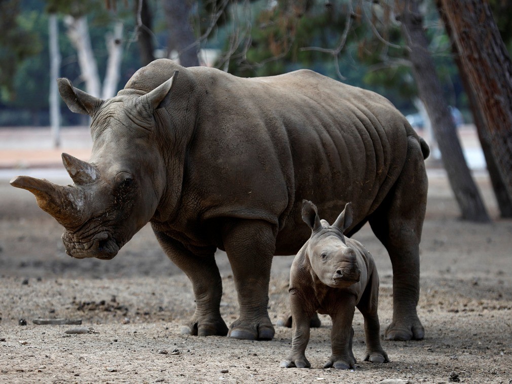 白犀牛性情温和,喜群居,群中通常是母犀牛与小犀牛,成年的雄犀牛则多