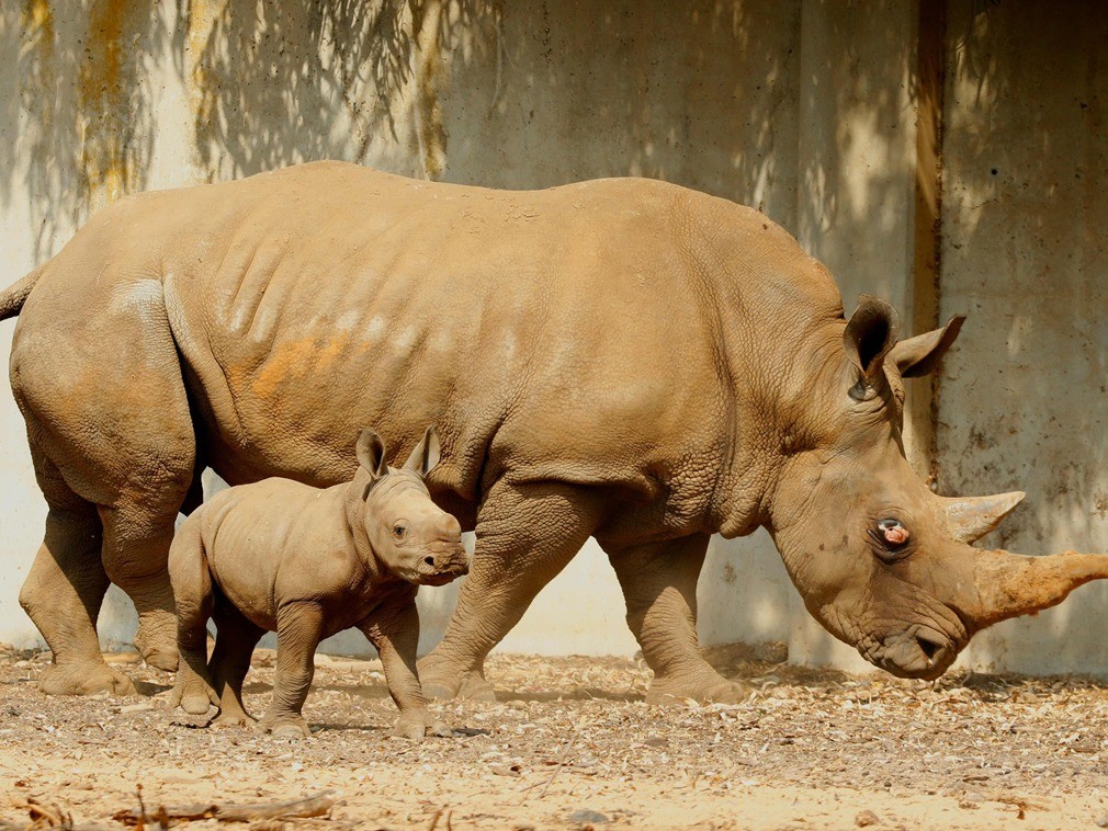 新生白犀牛幼崽呆萌可爱,变身跟屁虫与妈妈形影不离!