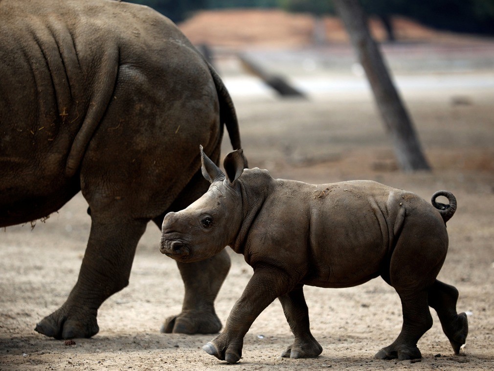 新生白犀牛幼崽呆萌可爱,变身跟屁虫与妈妈形影不离!