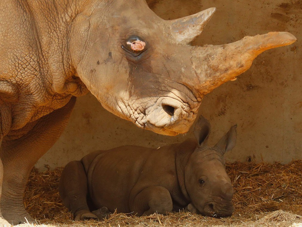 新生白犀牛幼崽呆萌可爱,变身跟屁虫与妈妈形影不离!