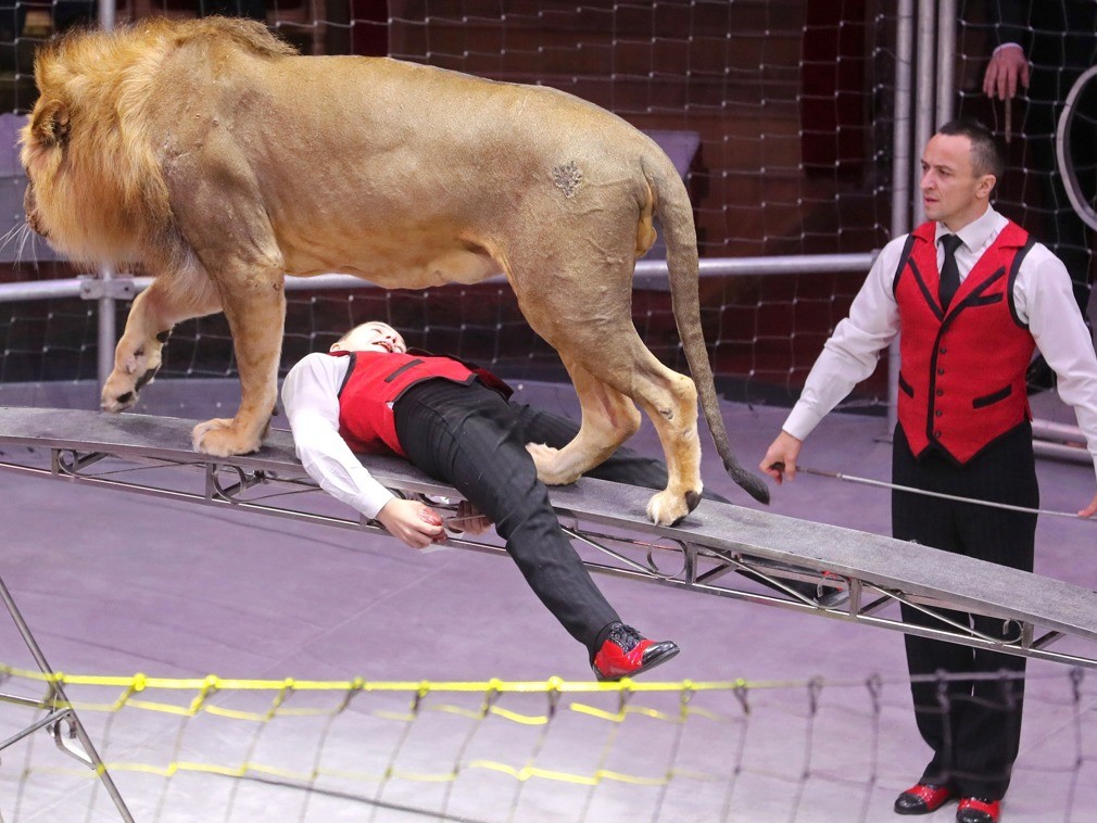 实拍全球最年轻的驯兽师 年仅14岁与狮兽同台共舞