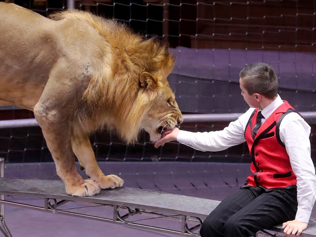实拍全球最年轻的驯兽师 年仅14岁与狮兽同台共舞