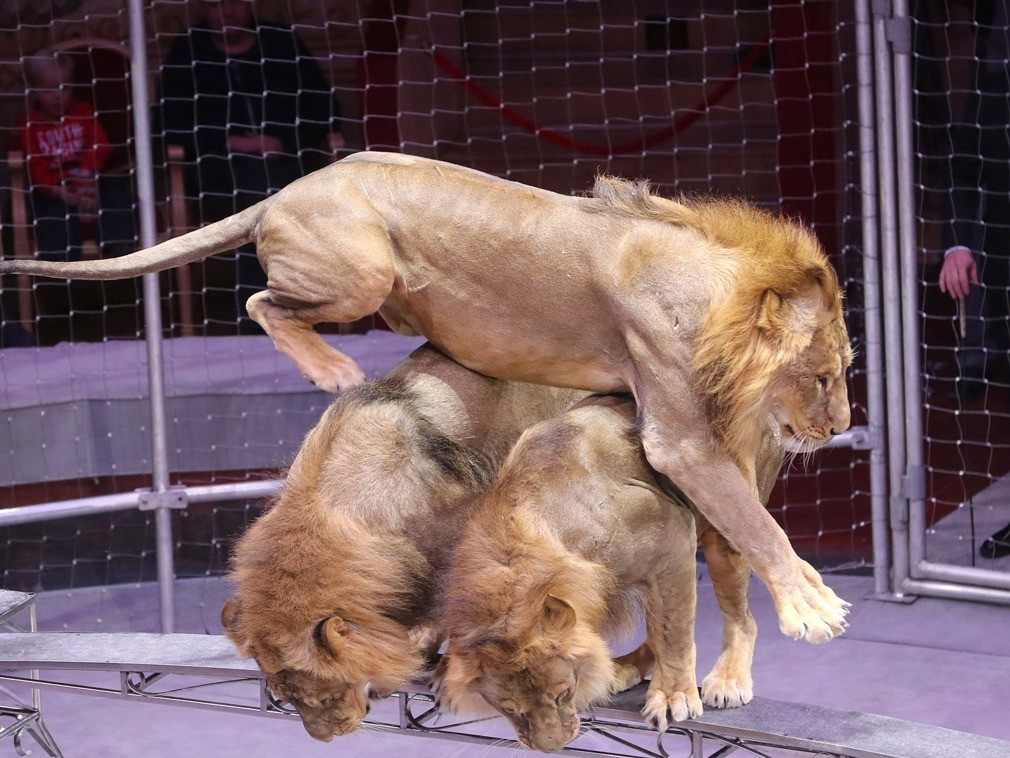 实拍全球最年轻的驯兽师 年仅14岁与狮兽同台共舞