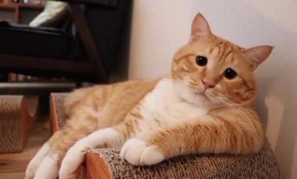 橘猫每天不开心,离家出走三天被主人找到,走进瞧,瞬间泪喷!