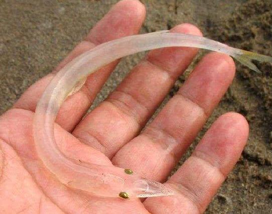 男子江边钓鱼,意外钓到条透明的泥鳅,随后朋友一眼看出来历