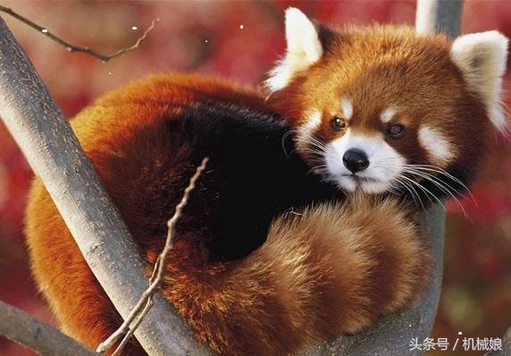 搞笑萌宠:小熊猫和小浣熊什么区别?小熊猫的战