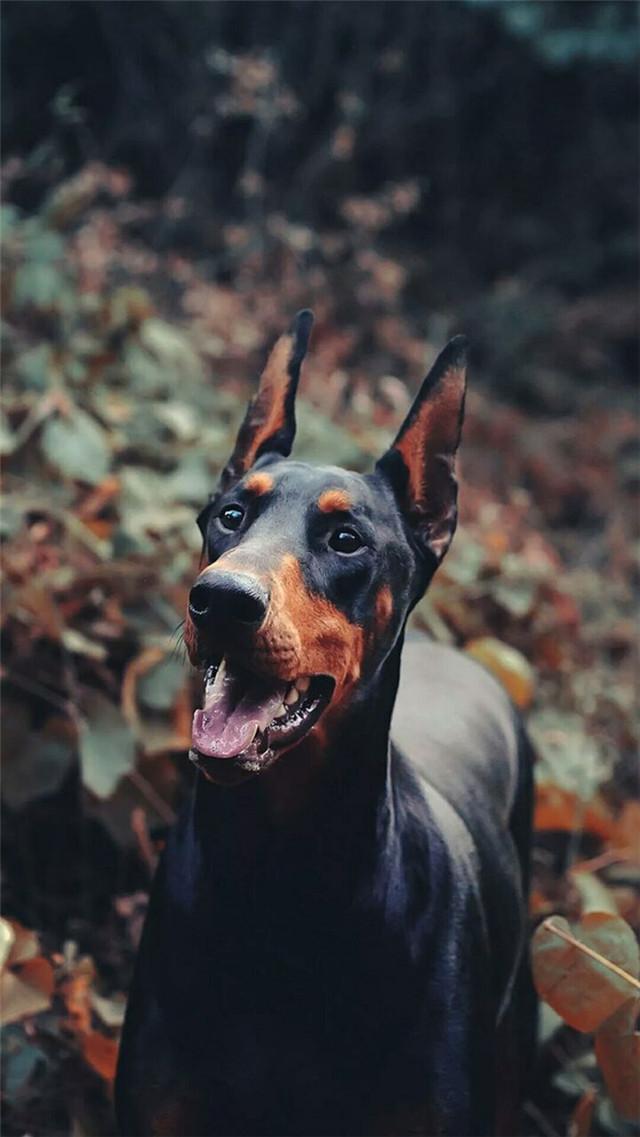 猛犬中的万血之祖,梦幻犬种杜宾