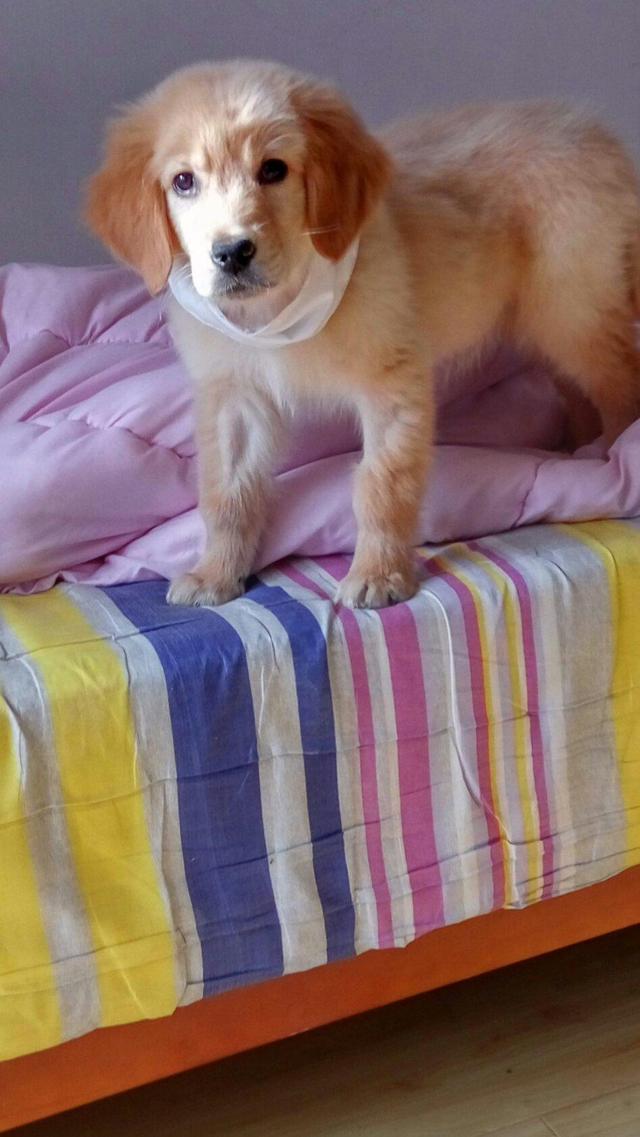 一只得了细小的金毛辛巴,遇到好妈妈,它的狗生是幸福的