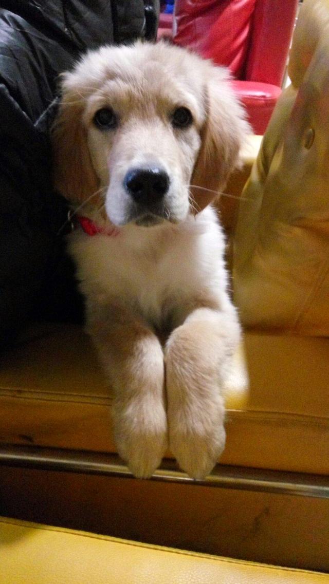 一只得了细小的金毛辛巴,遇到好妈妈,它的狗生是幸福的