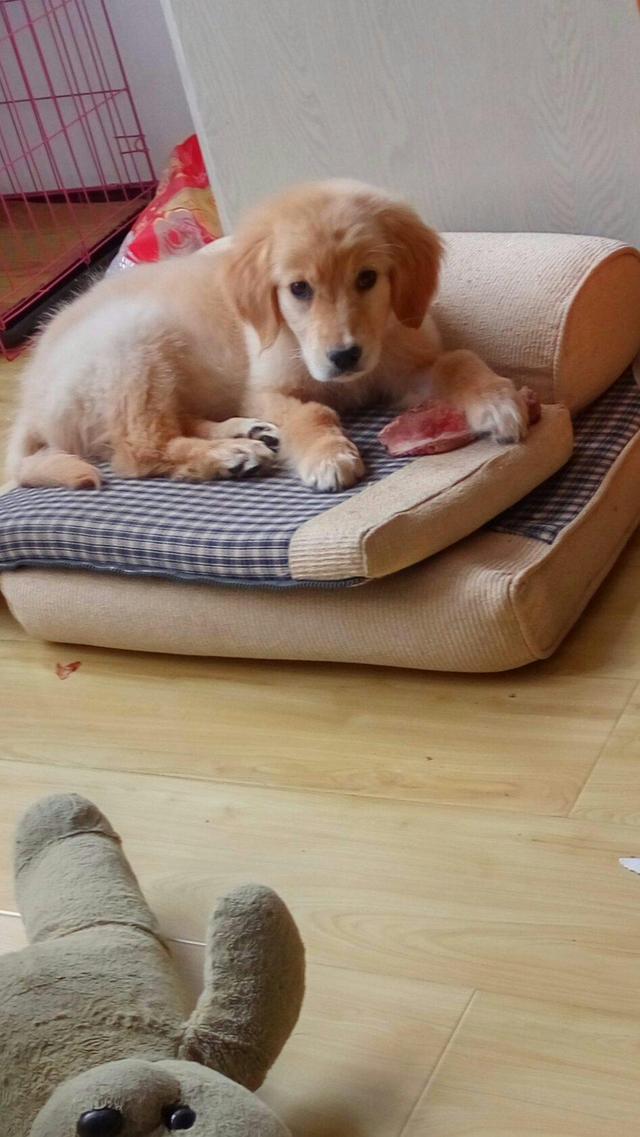 一只得了细小的金毛辛巴,遇到好妈妈,它的狗生是幸福的