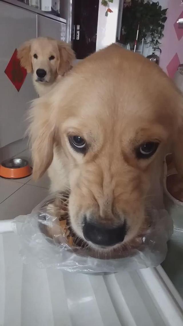 从未见过这么护食的金毛,凶起来连主人都敢咬