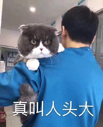 p上了「真叫人头大」五个大字,摆在这只大脸猫下面,整个名副其实阿!