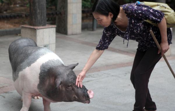 宠物猪变成大肥猪,听懂人话还会闹情绪,女主人闹心