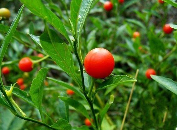 农村有一种野海椒,长得像圣女果,叶子能毒死牛,盆栽卖30 多元