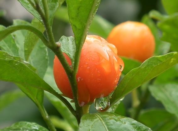 也叫被称作"野海椒"或"野辣茄",因为它掰开之后,里面的籽很像辣椒籽