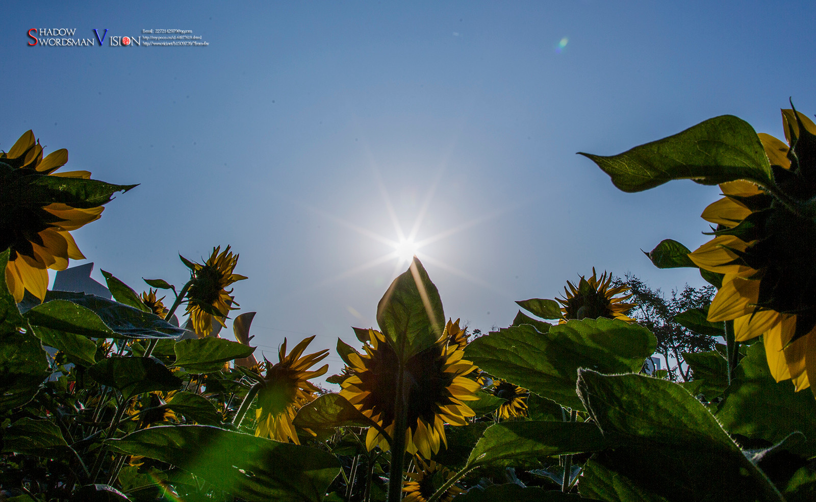 沐浴在晨光下的向日葵朵朵含笑向太阳