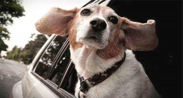 坐车时,狗狗把头伸出窗外有四个原因,第四个有科学依据