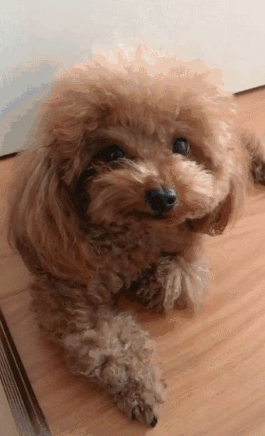 372_613竖版 竖屏gif 动态图 动图