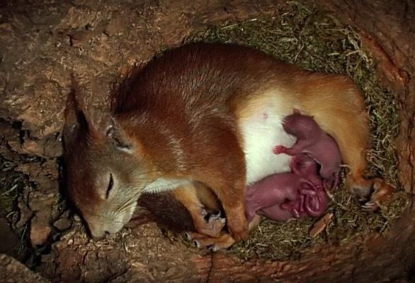 世界上有超过的人都没看过的松鼠生小孩,可是怎么好像有点豪迈啊