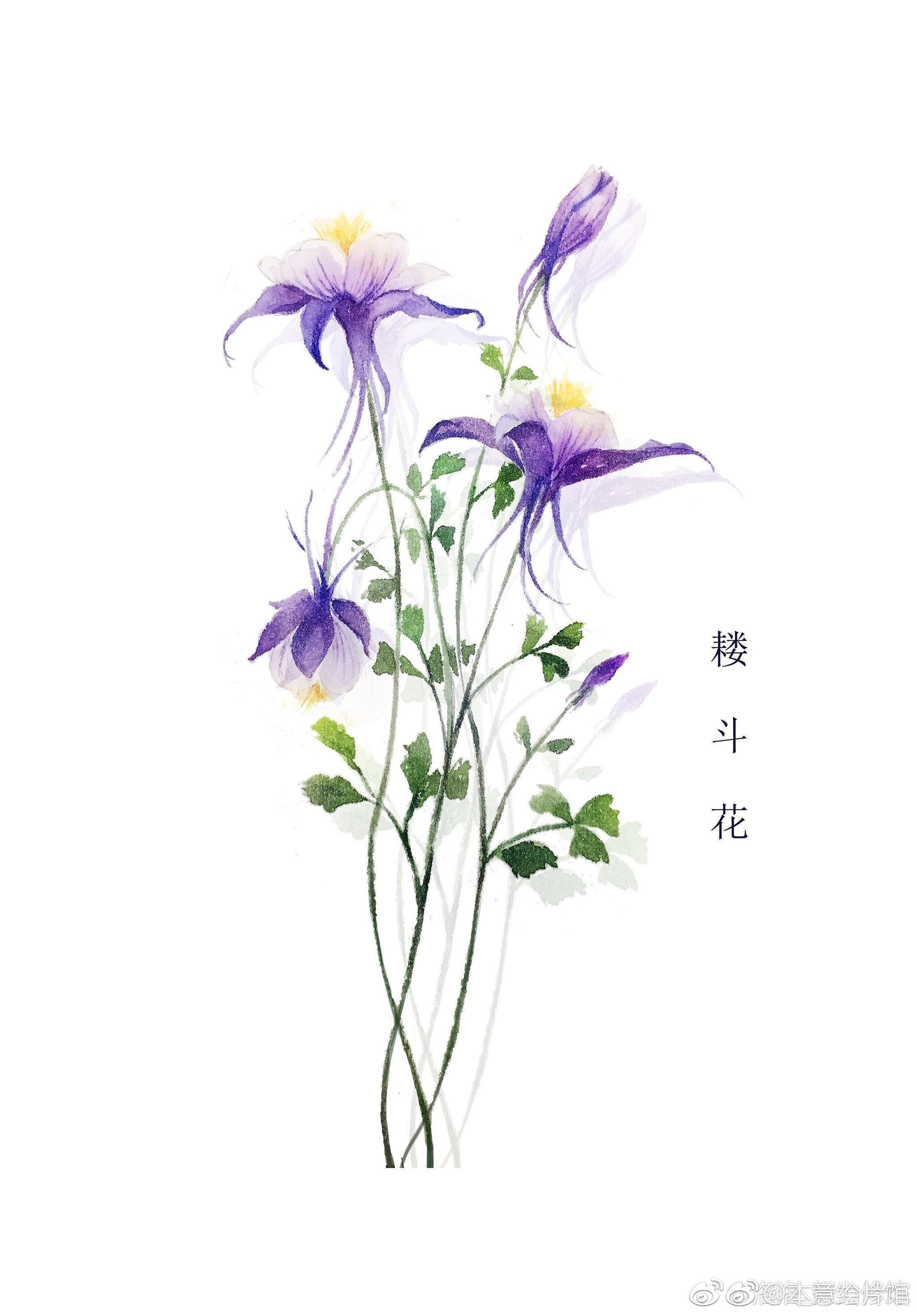 小清新水彩花卉一组. | 绘画