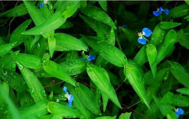 本是一种野草,现在却卖8元一斤,农民:下次不拔稻田的草