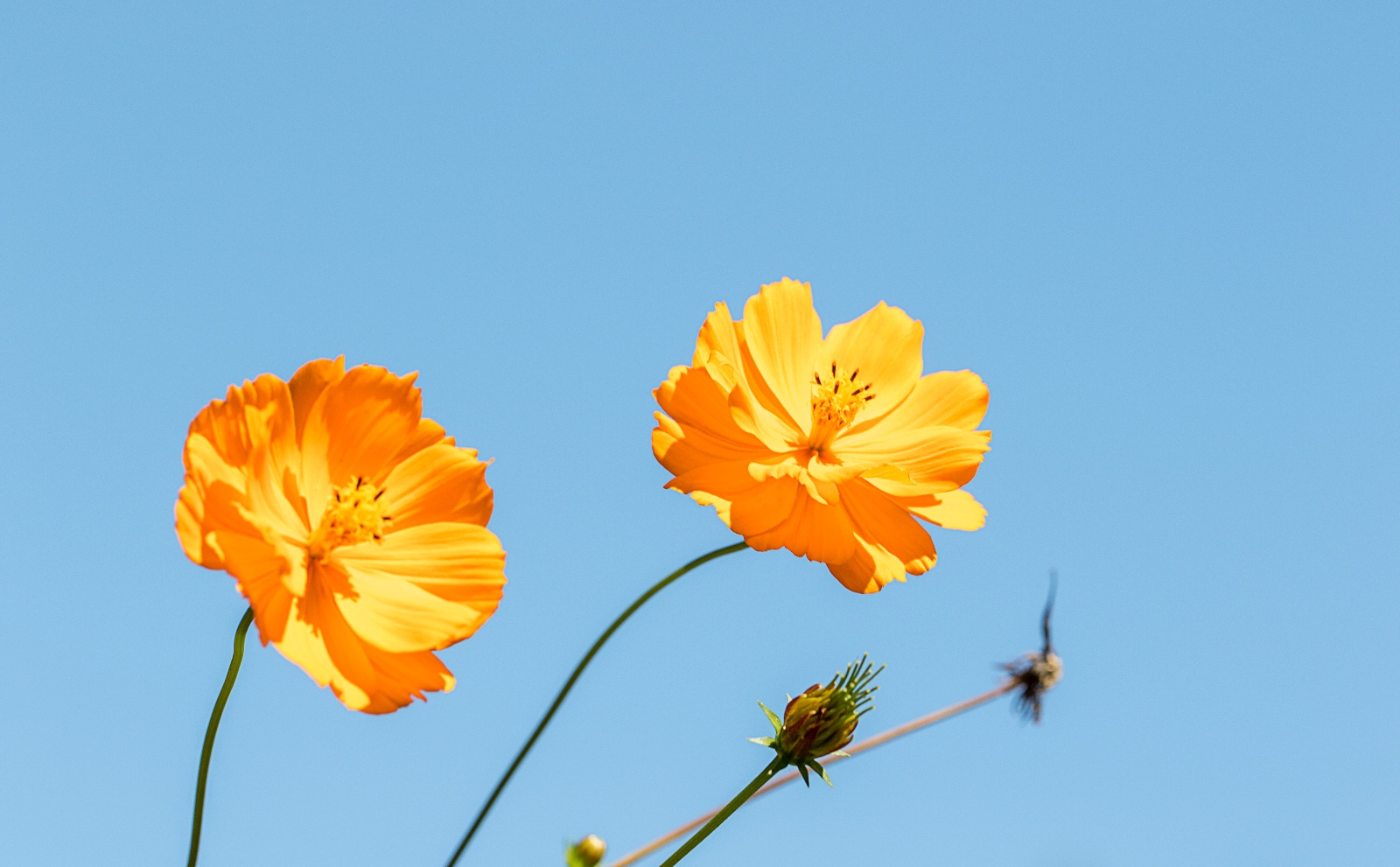 蓝天下花的姿态
