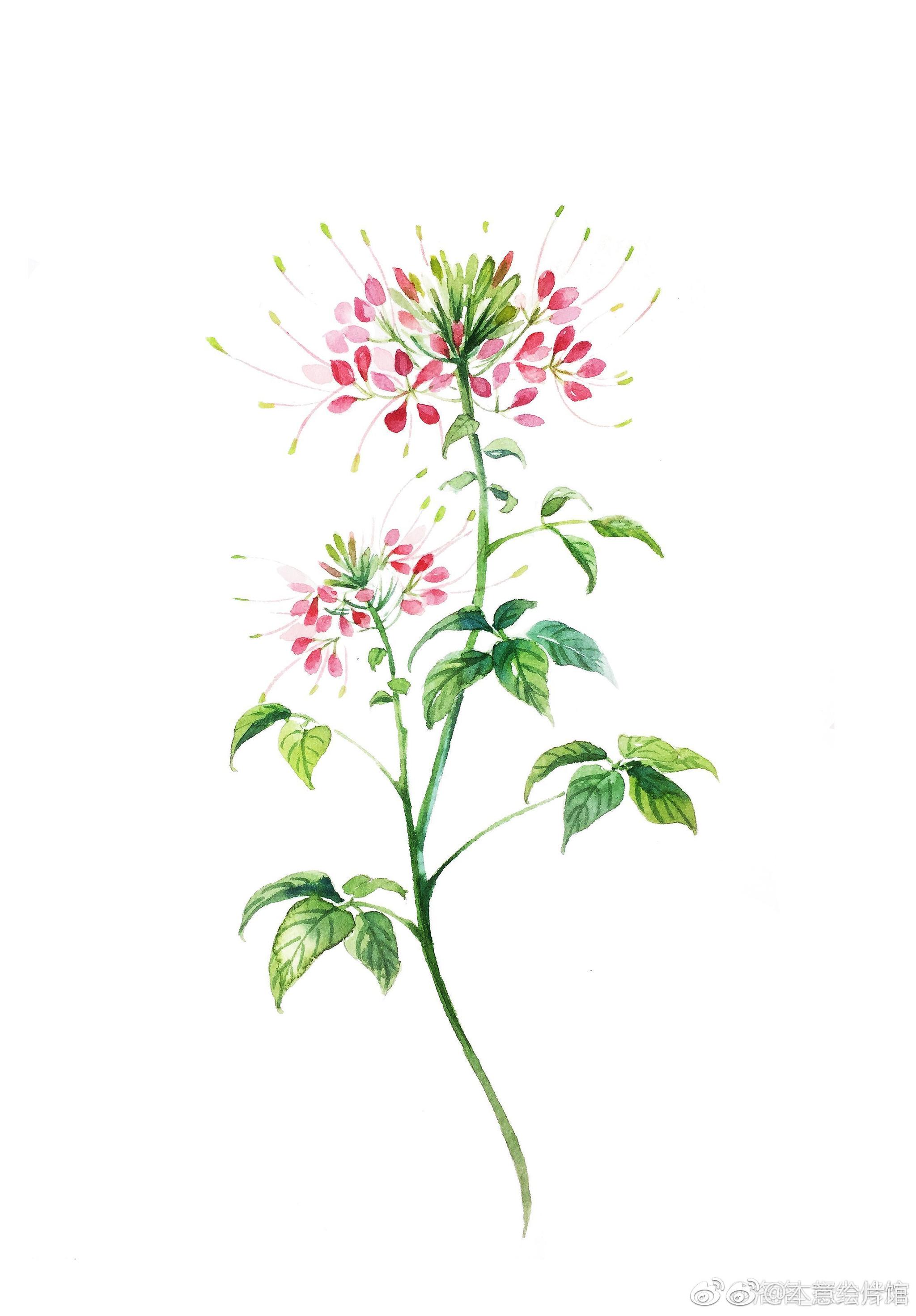 小清新水彩花卉一组绘画