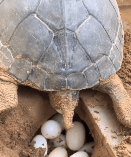 老龟下蛋, 一口气下了十几个蛋