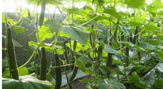 经常用黄瓜片泡水喝,三个月之后身体会出现惊