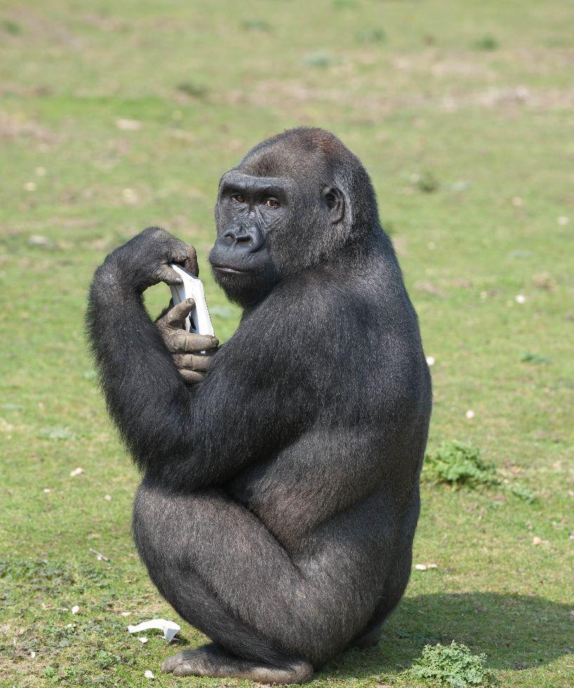 英国动物园大猩猩玩起ipad