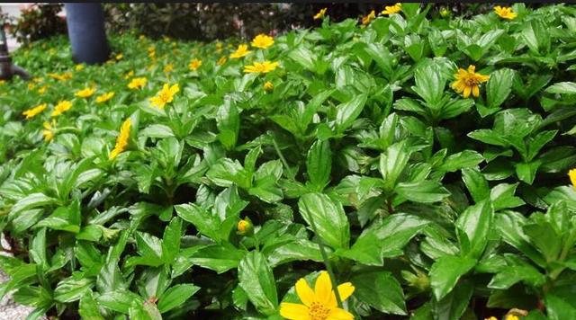 蟛蜞菊吃起来还真是酸酸的,消化不良的时候可以吃,比纽扣还小的黄色