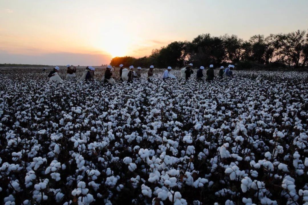 全棉时代的信仰之路 — "棉· 自然 ·人"|全棉时代|棉花|棉农_新浪网