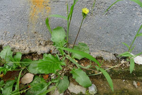 农村这种蛇虫苗,能预防"猪流感",如今一斤12成稀罕货|苦菜|野菜|蛇虫