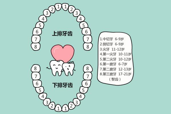 换牙时期,这些细节需要注意|乳牙|恒牙|牙齿_新浪新闻