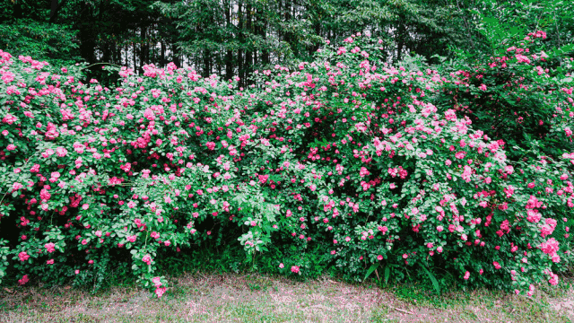成都今年第一波蔷薇花开了,随便一拍就是文艺大片!