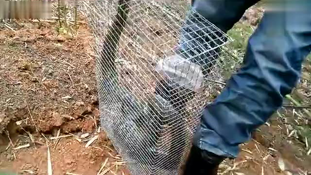 用蛇笼子抓蛇 也不怕被咬到