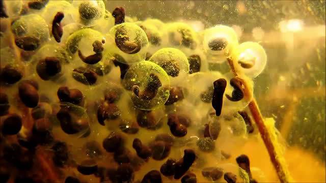 超级科普,可以给小朋友看看,从卵到蝌蚪再到青蛙,7周的过程,7分钟完整