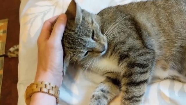 主人不停抚摸着猫咪,猫咪这表情太可爱啦!