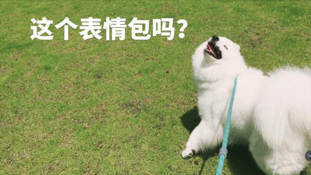 萨摩耶软糖急着回家吹空调,差点把爸爸拉倒,还回头做了个表情包