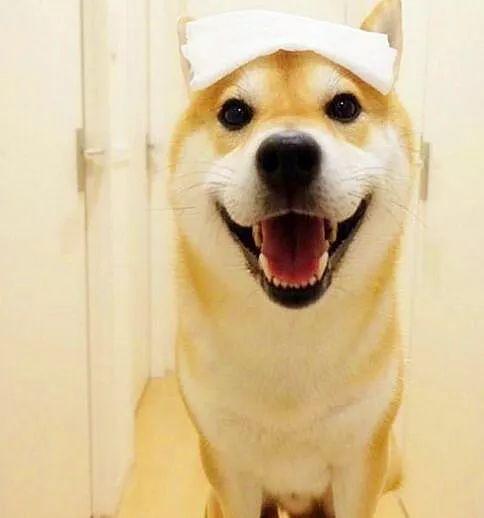 狗界的微笑天使是萨摩耶那傻笑天使呢答对了是柴犬