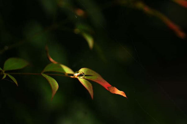 李商隐的一首诗,揭露隋炀帝的奢靡生活,在咏史